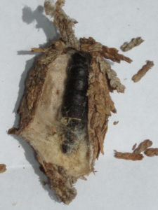 Bagworm filled with eggs