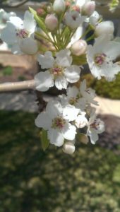 phenological cue callery pear