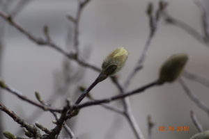 magnolia breaking bud