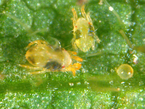 Male, female, and egg stage of spider mite