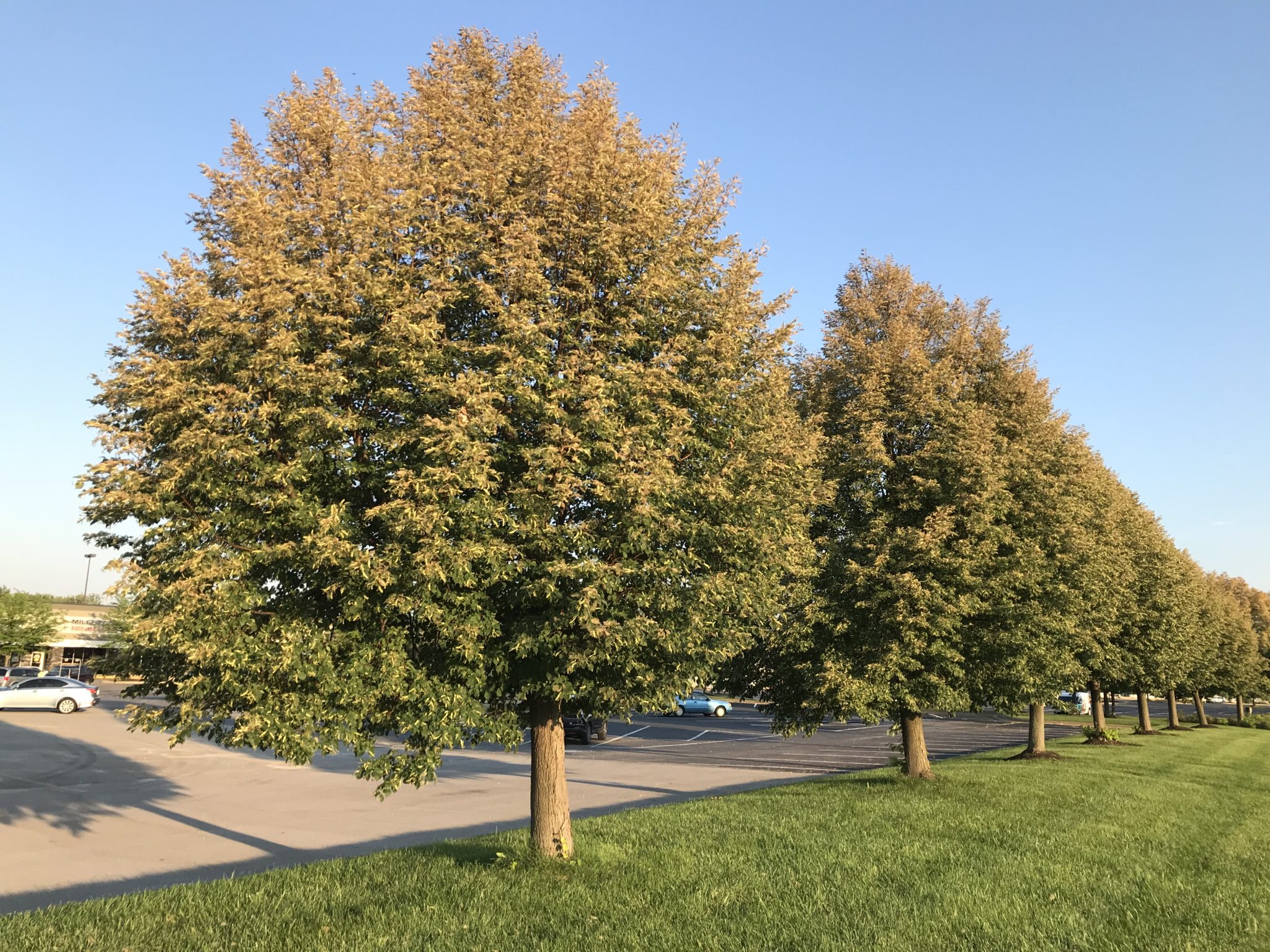 What is Causing Defoliation on My Trees?