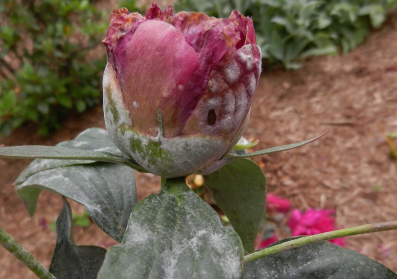 Powdery mildew Purdue Landscape Report