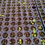 Figure 2. Seedling tray with damping off
