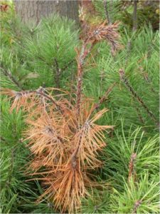 Borers of pines and other needle bearing evergreens