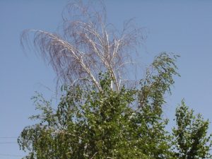 birch borer