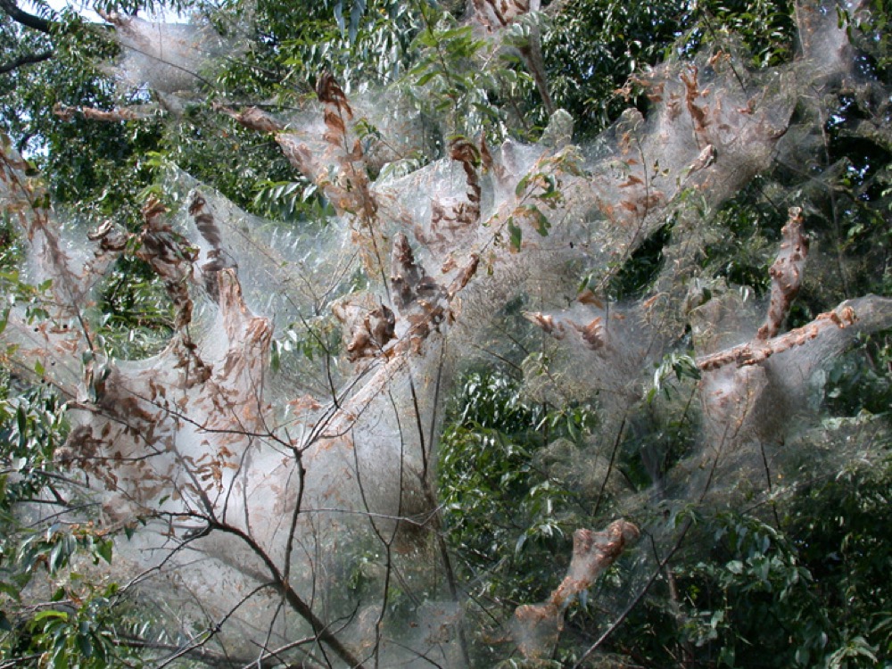 Fall webworm