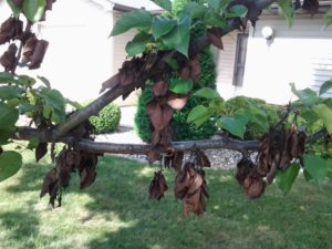 Fire Blight on Fruit Trees in the Home Orchard
