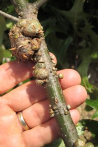 Galls on Shade Trees and Shrubs