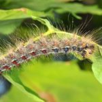 Spongy (previously gypsy) Moth in Indiana