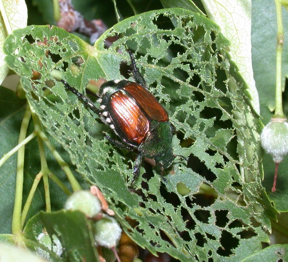 Japanese Beetles in the Urban Landscape.