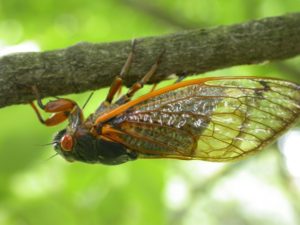 Periodical cicada in Indiana