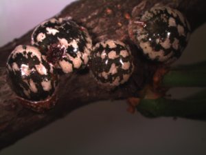 Scale Insects on Shade Trees and Shrubs