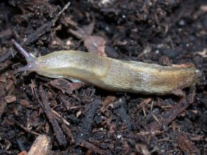 Slugs in homes and gardens