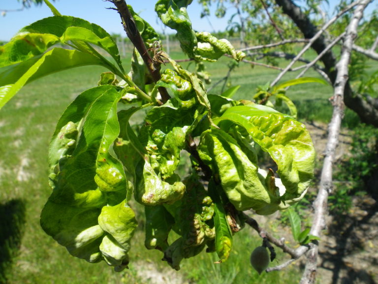 Taphrina Leaf Curl on Ornamental Flowering Peaches and Nectarines
