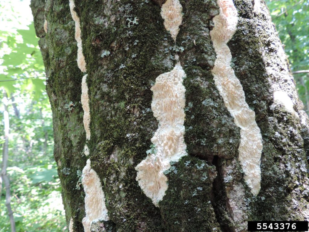 PPDL Case Study 1 White Fungi on Crabapple Branch Purdue Landscape