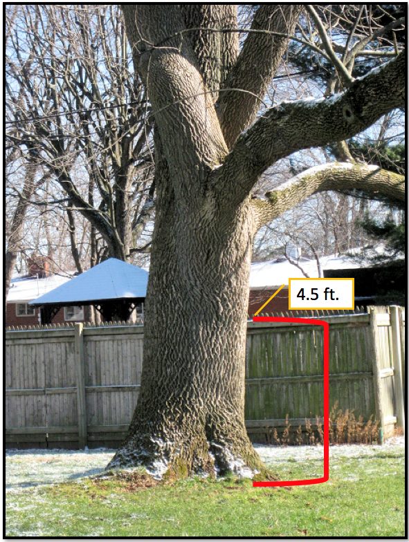 How Old Is My Tree? - Purdue Landscape Report