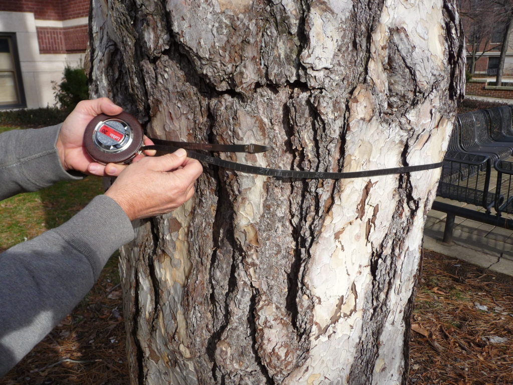 How Old Is My Tree?