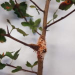 fig 12 rust gall