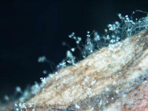 Fig 6 spores