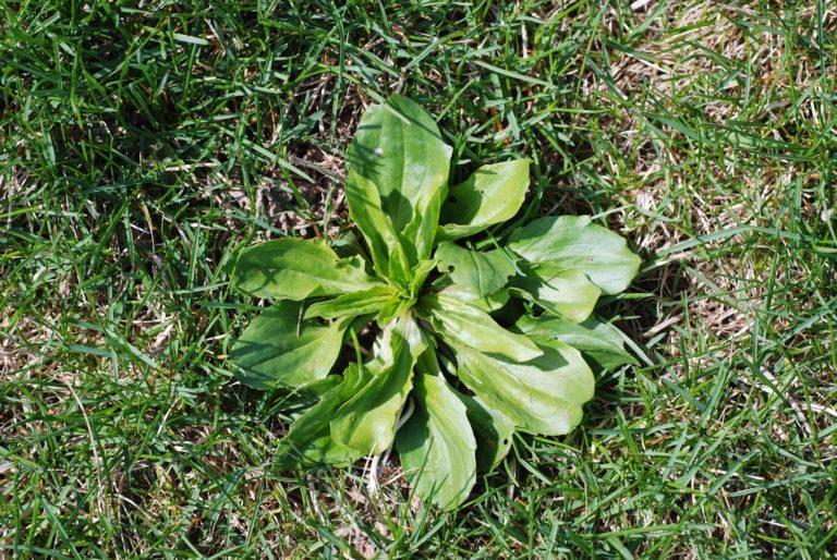 Spotlight on Weeds Broadleaf plantain (Plantago major)