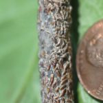 Oystershell scale on maple twig (armored scale).