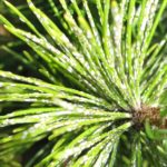 White waxy covers of pine needle scale on pine needles