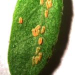 Calico scales on honeylocust leaf in summer