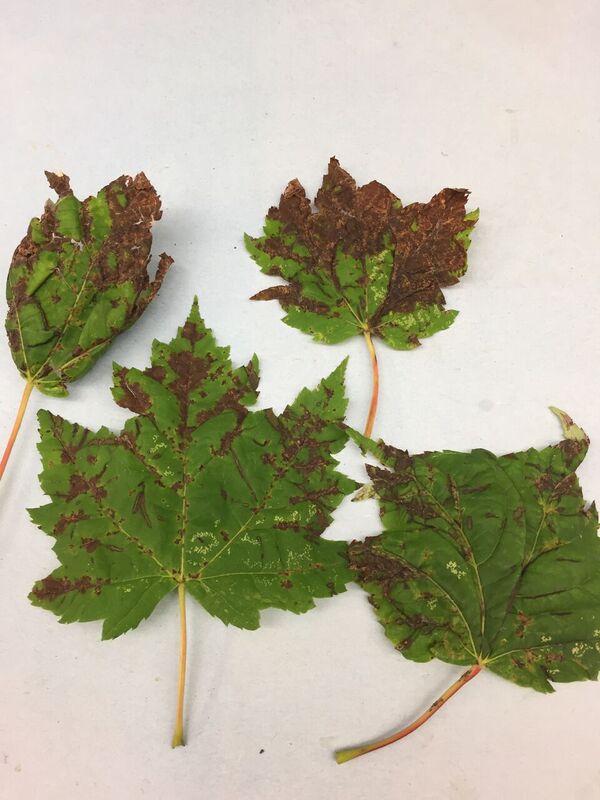 Maple leaf blister and anthracnose: Two diseases of maple leaves -  Landscaping