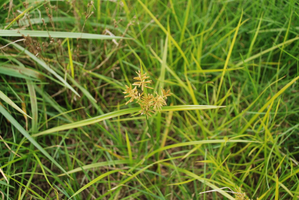 Image of Nutsedge (Cyperus esculentus) perennial weed