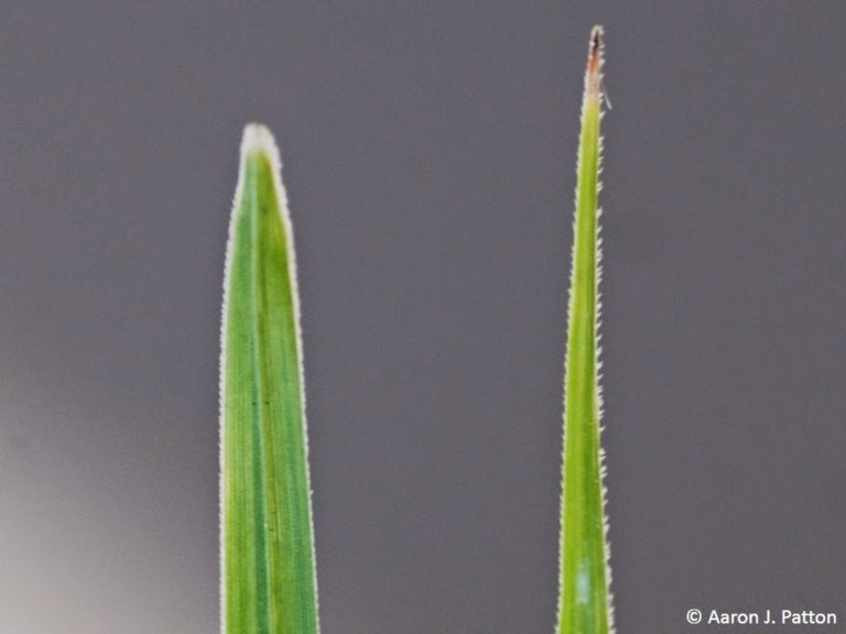 Spotlight on Weeds Yellow nutsedge (Cyperus esculentus)