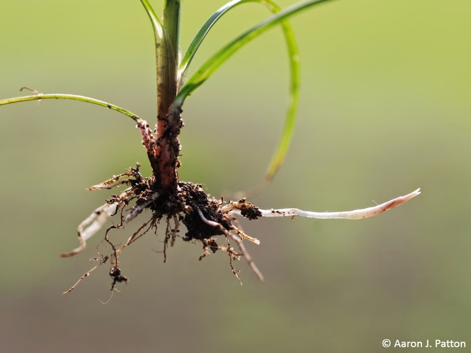 Spotlight on Weeds Yellow nutsedge (Cyperus esculentus)