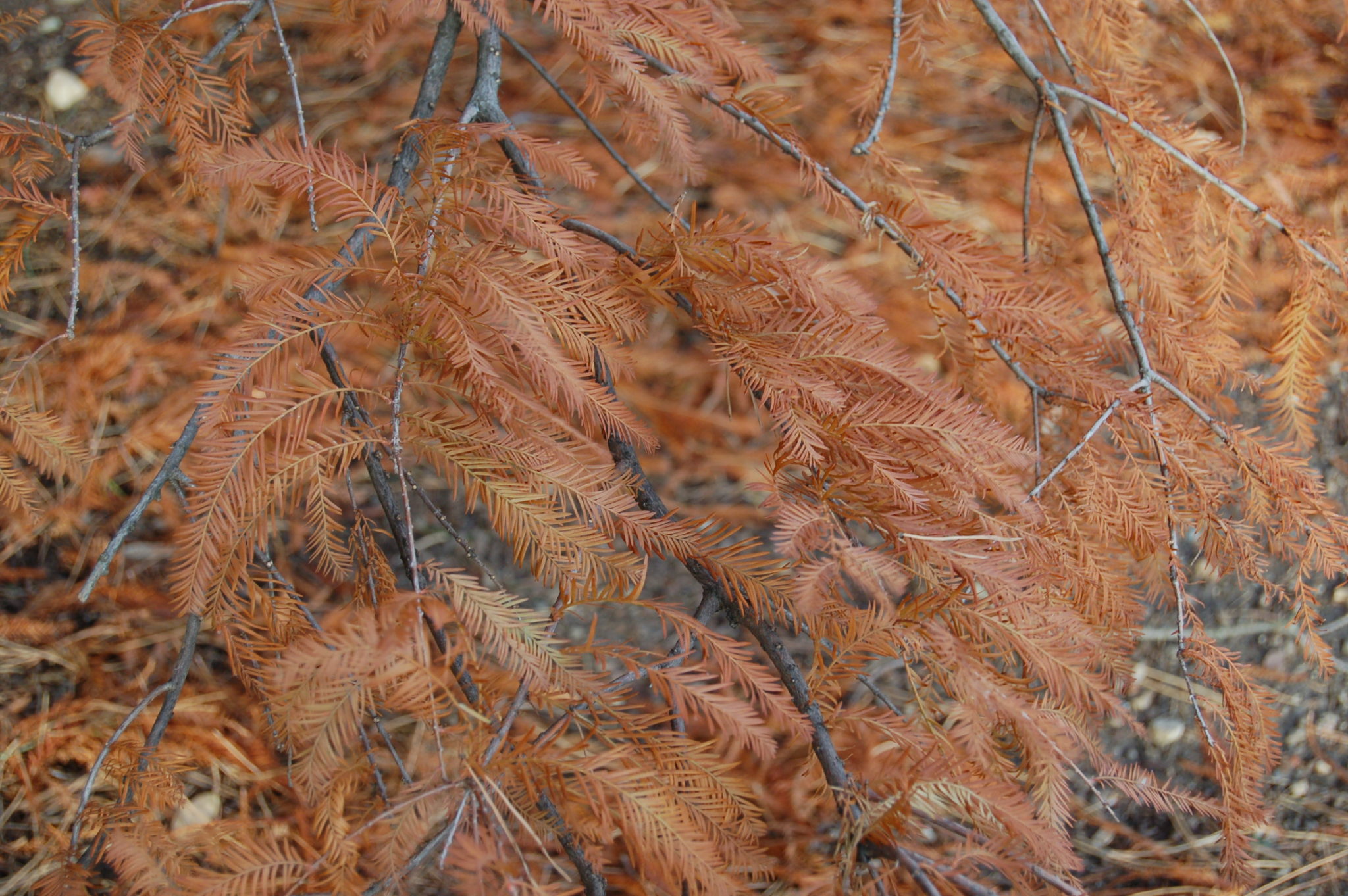 Even evergreen needles don’t last forever Morning Ag Clips