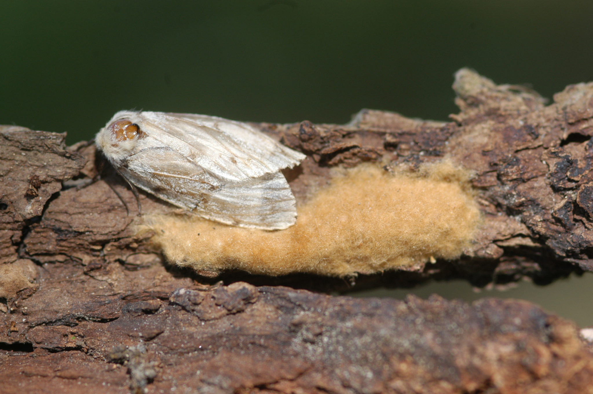 Gypsy moth What to do NOW Purdue Landscape Report