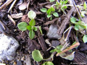 common chickweed
