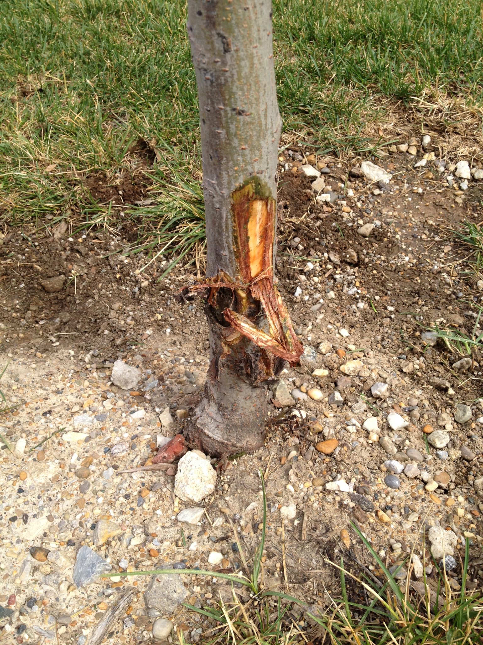 Equipment Damage To Trees Purdue Landscape Report