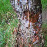 weed eater injury on tree