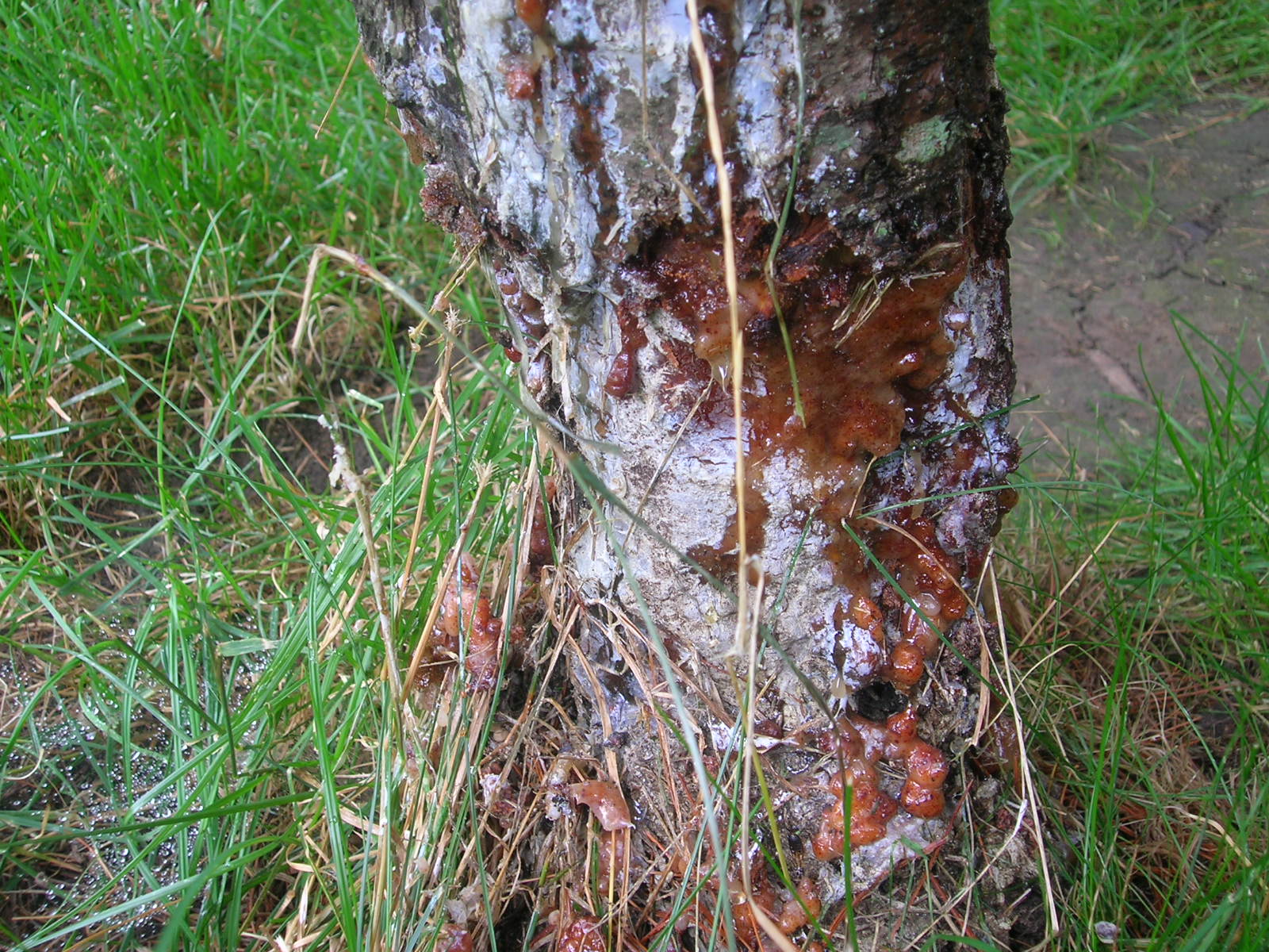 small tree bark removed by weed eater