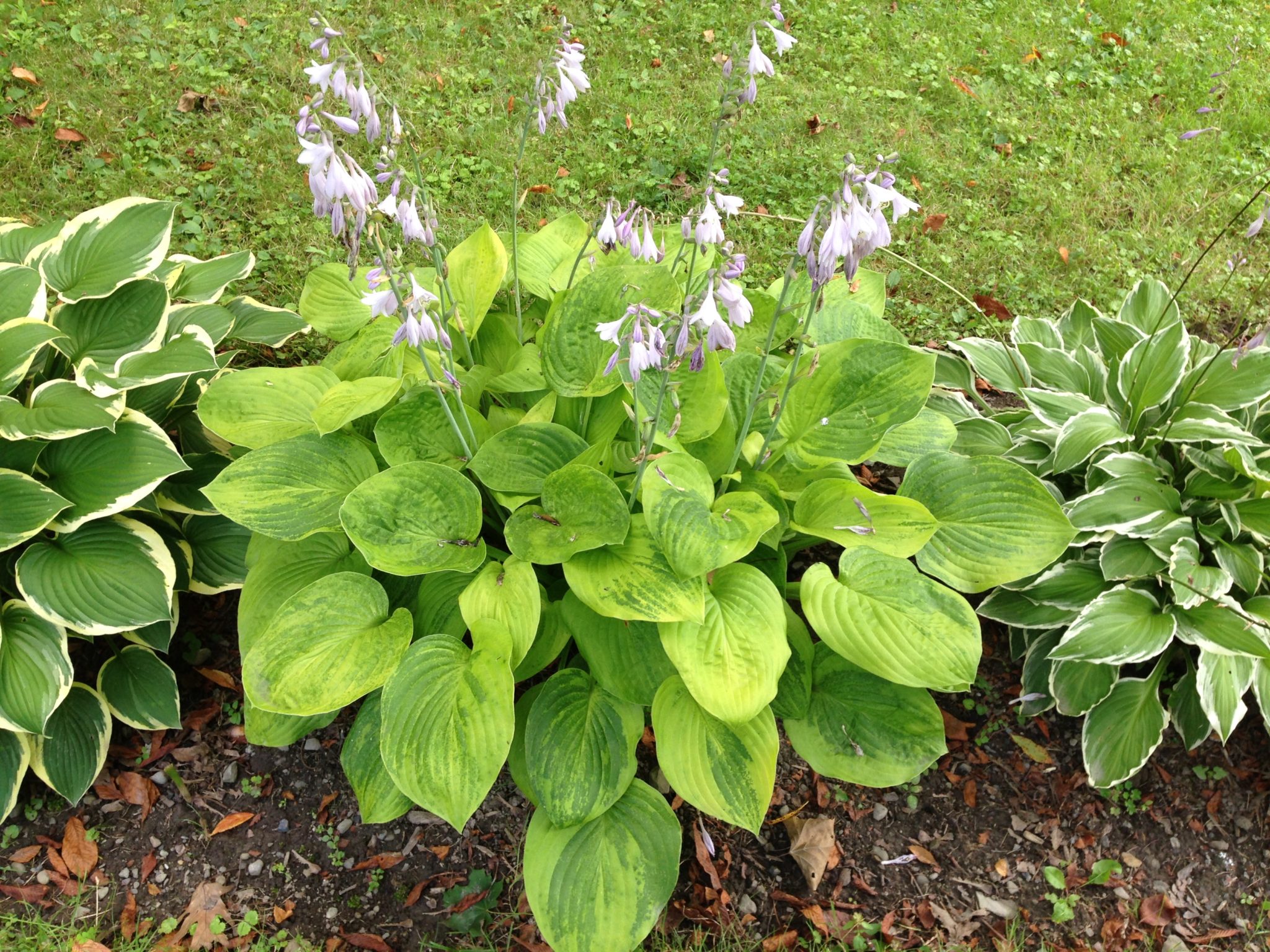 Hosta Virus X