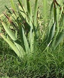 iris grassy weeds
