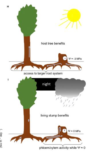 living stump benefits