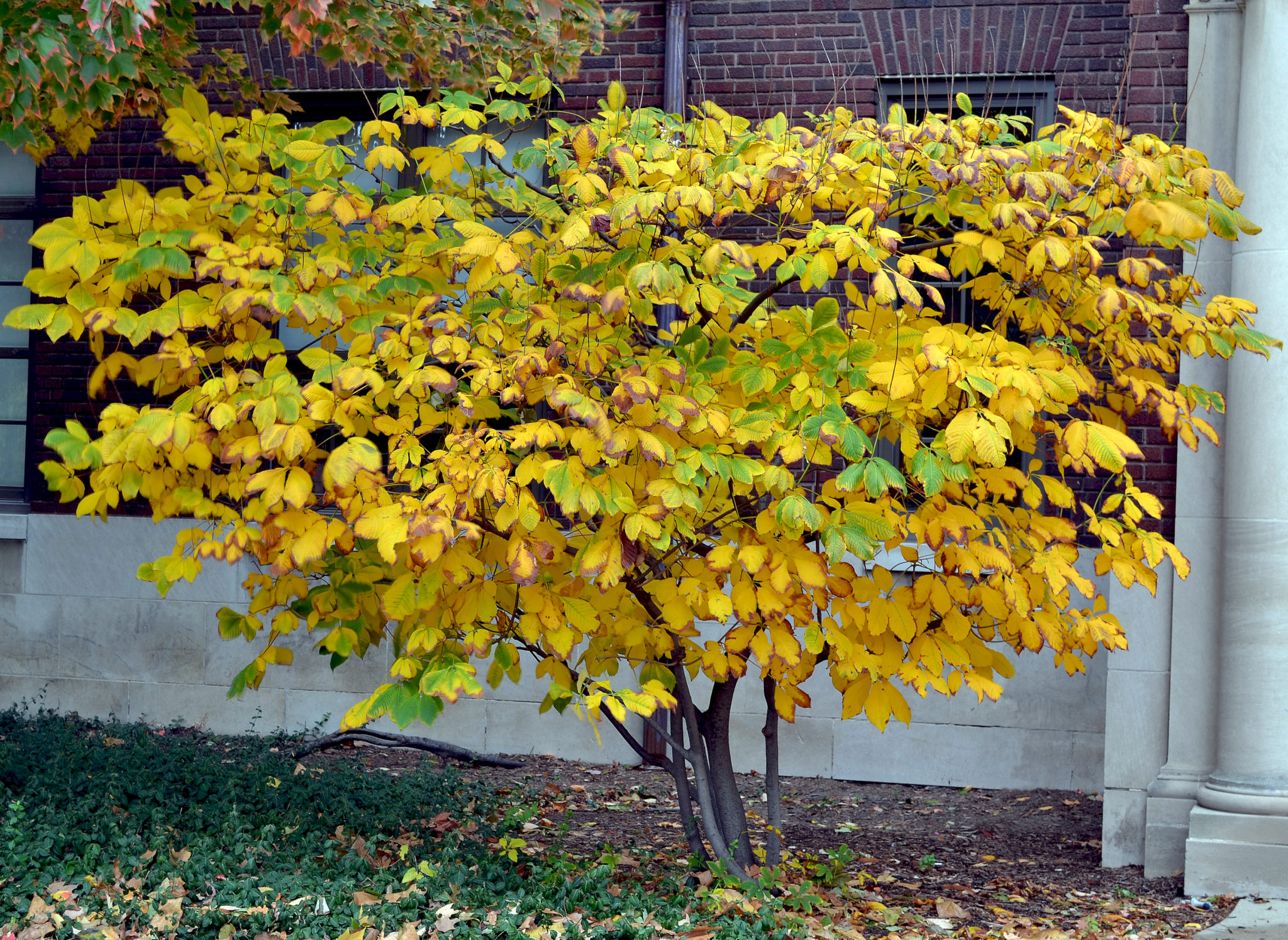 Native Shrubs For Fall Color