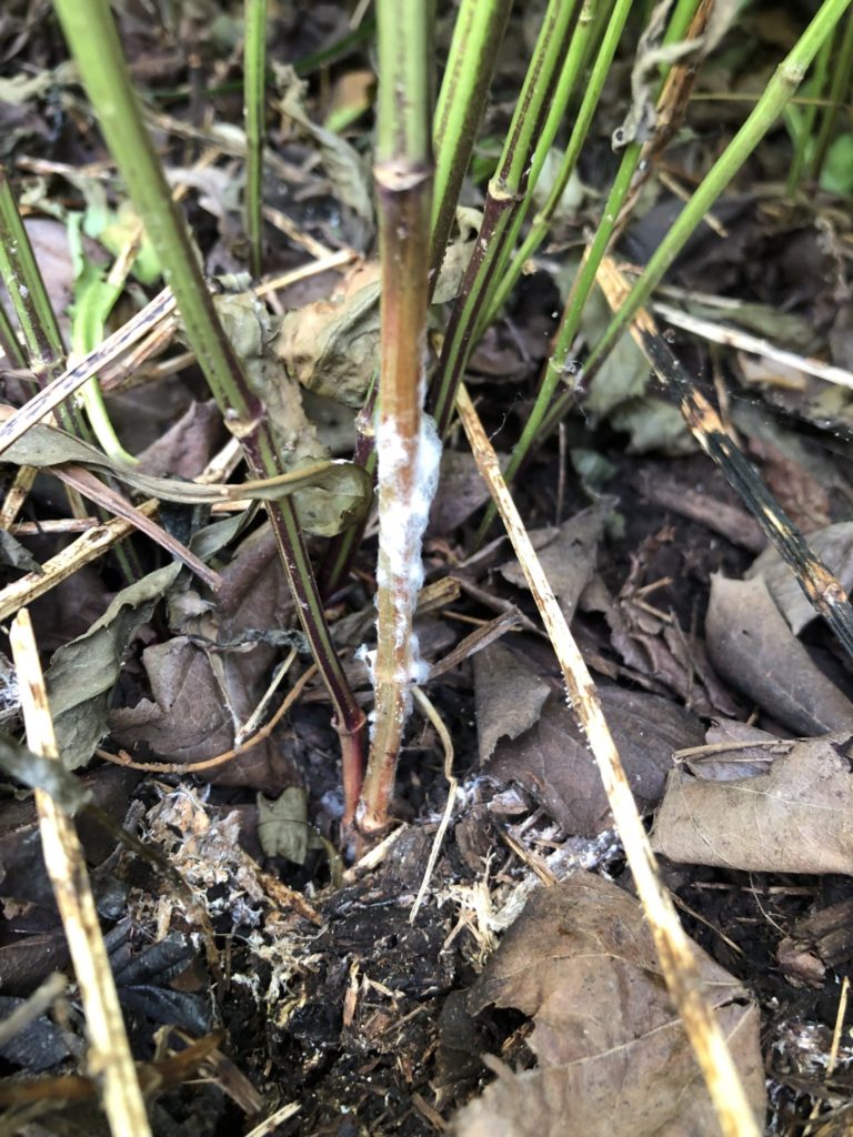 White Mold Purdue Landscape Report