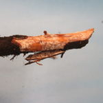 Armillaria root rot