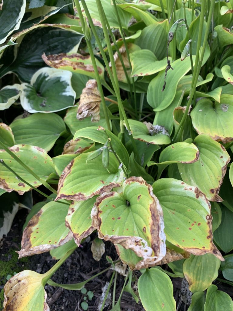 Hosta Late Summer Decline