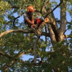 Tree work requires training and expertise for safe pruning and removals.