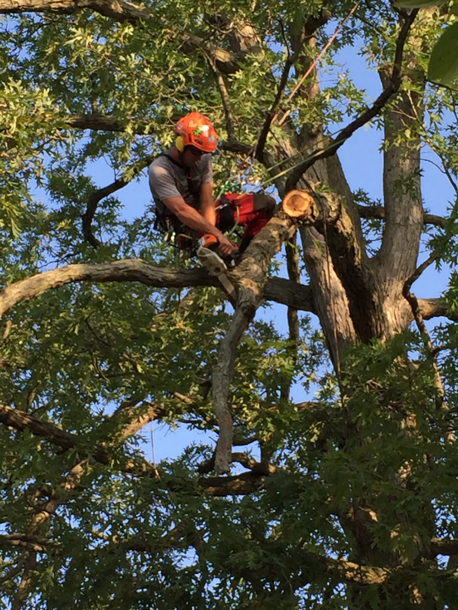 Why is tree work expensive?