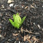 Hyacinth bulb with leaves and flower buds emerged January 2020.