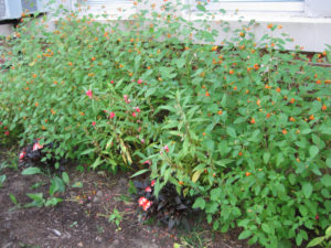 Figure 4. Different impatiens are resistant to the downy mildew pathogen. Note the very susceptible I. walleriana in the foreground, the less susceptible I. balsamina and more resistant ‘Sunpatiens’ and wild touch-me-nots (I. capensis). Photo by Janna Beckerman.