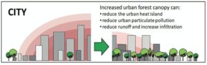 Properly planted trees improve living conditions in downtown and suburban areas.