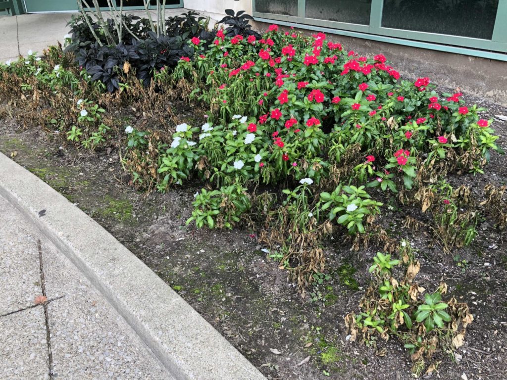 Epidemiology Plant pathology is the study of plant diseases - Purdue